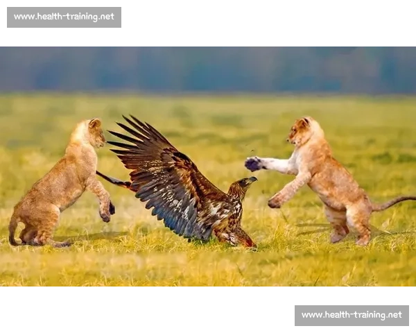 草原与天空的对决老鹰与狼谁才是真正王者生存智慧力量速度意志终极较量